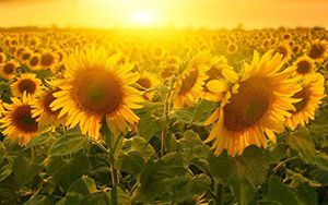 農(nóng)業(yè)農(nóng)村部：加快建設(shè)和改造提升規(guī)模養(yǎng)殖場(chǎng)、畜禽屠宰場(chǎng)