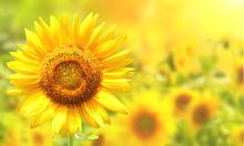 美國對(duì)華大豆出口最新統(tǒng)計(jì)：上周對(duì)中國裝運(yùn)106萬噸大豆