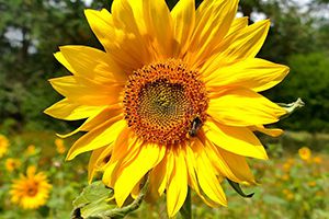 美國農(nóng)業(yè)部：上周美國對(duì)中國大陸裝運(yùn)約111萬噸大豆