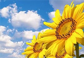 山東畜牧業(yè)上半年，家禽出欄12.33億只，同比增長6.3%