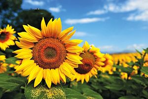 三天撲殺超10萬羽蛋雞！日本再發(fā)禽流感，我國一地緊急宣布暫停進(jìn)口產(chǎn)品